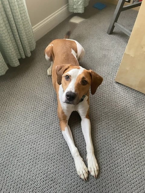 Photo of Nikko, adoptable senior Coonhound in Thomasville, North Carolina