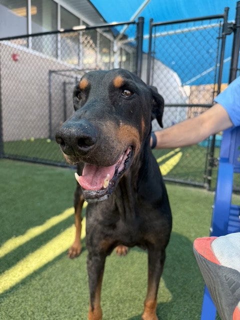 Photo of Paco, adoptable senior Doberman Pinscher in Dallas, Texas