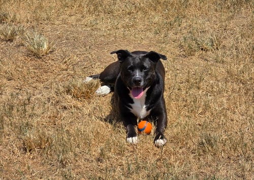Photo of Ember, adoptable senior American Staffordshire Terrier in Rosenberg, Texas