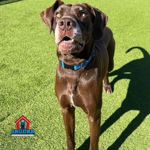 Hatch, adoptable senior Great Dane in Bullard, TX