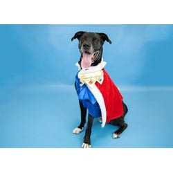 Photo of Klein, adoptable senior American Pit Bull Terrier in Colorado Springs, Colorado