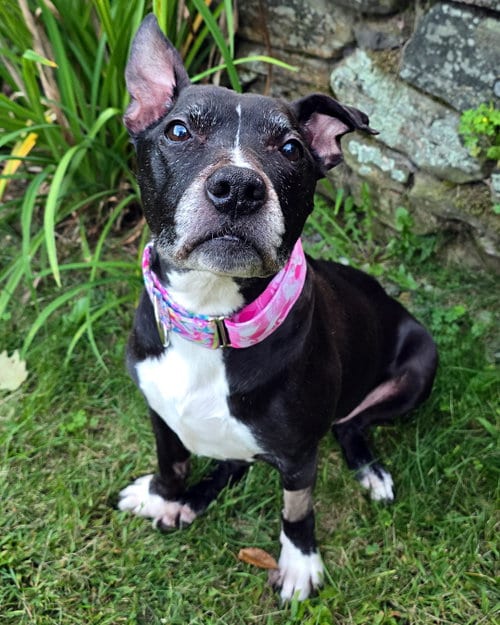 Photo of Charlotte York, adoptable senior American Pit Bull Terrier in Westminster, Massachusetts