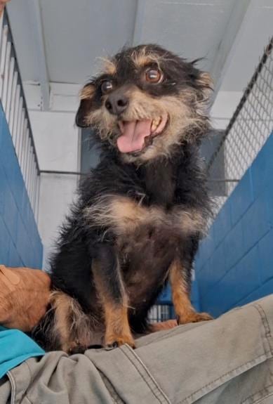 Photo of Cinnamon, adoptable senior Terrier/Mix in Bakersfield, California