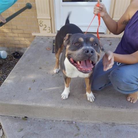 Photo of Obi, adoptable senior Pit Bull Terrier in Pueblo, Colorado