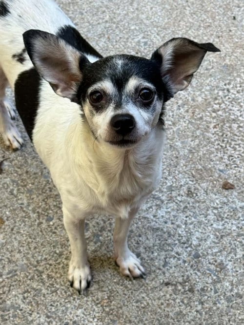 Photo of Matilda, adoptable senior Chihuahua in Forest, Virginia