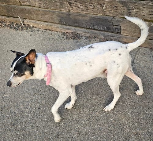 Jax (WA), adoptable senior Rat Terrier in Atlanta, GA
