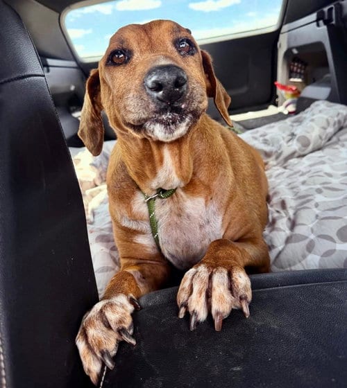 Photo of Quinn, adoptable senior Beagle in Houston, Texas