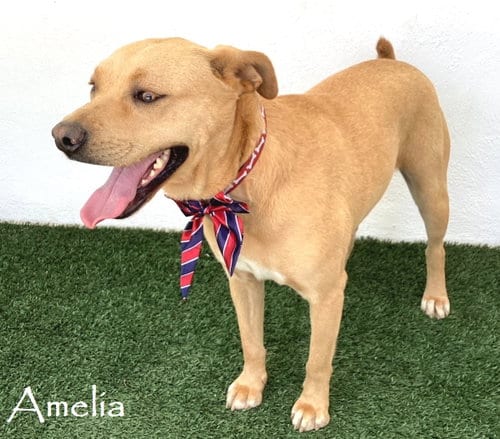 Amelia, adoptable senior Labrador Retriever in San Diego, CA