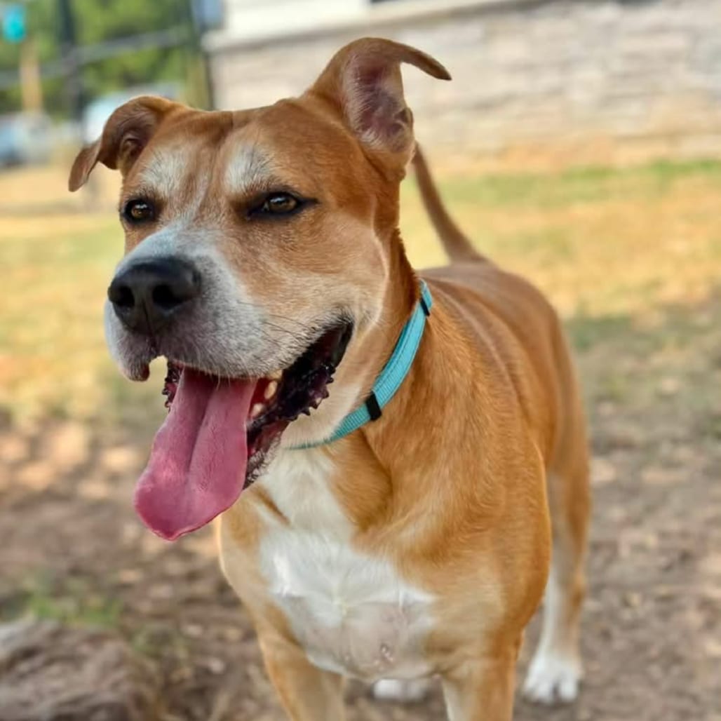 Photo of BB, adoptable senior Terrier / Mix in Marshall, Texas