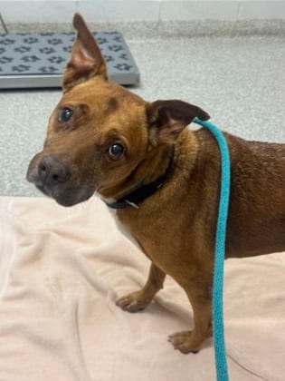 Photo of Nikie, adoptable senior dog in Baltimore, Maryland