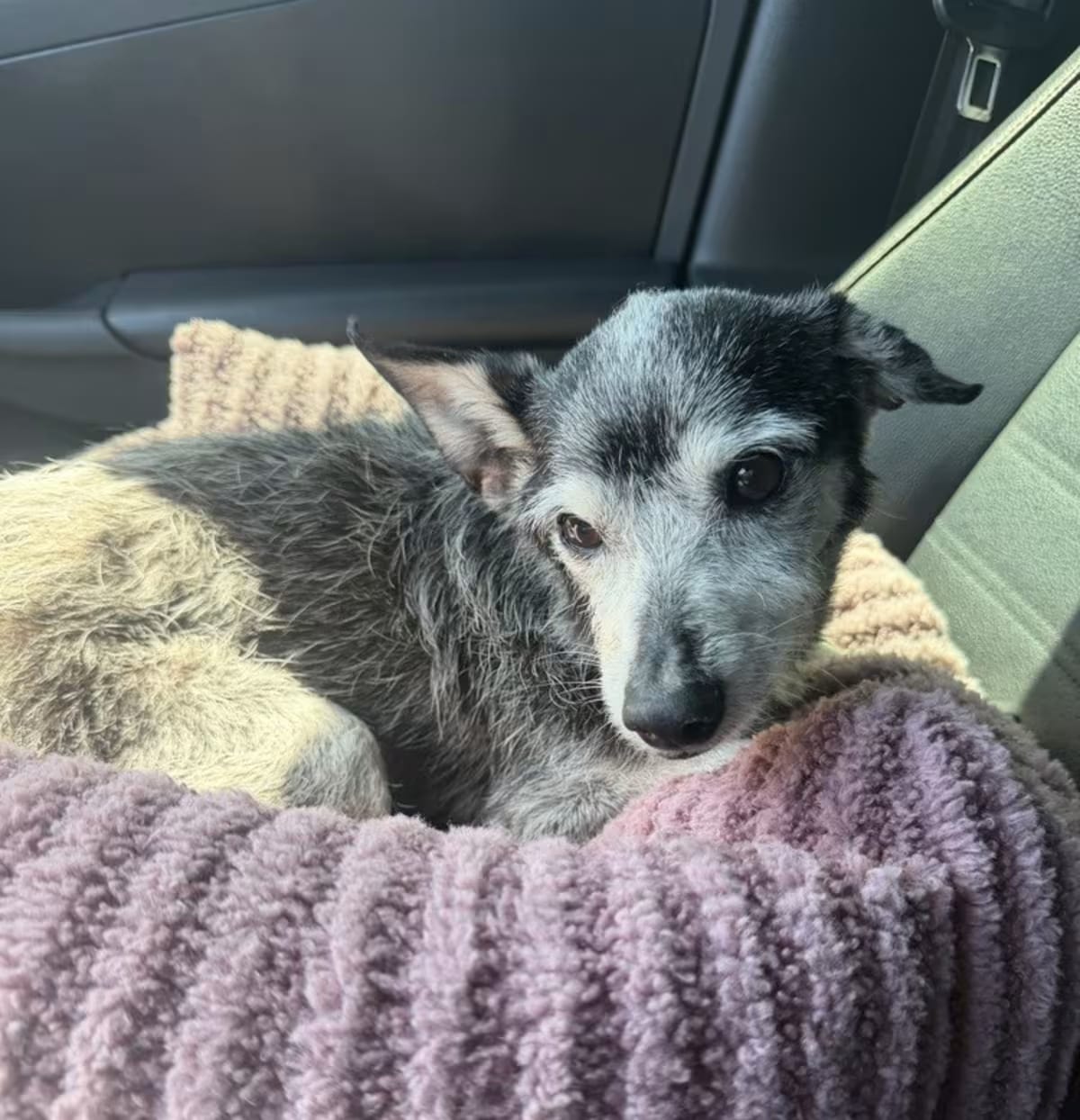 Photo of Pepper, adoptable senior Chihuahua in Ventura, California