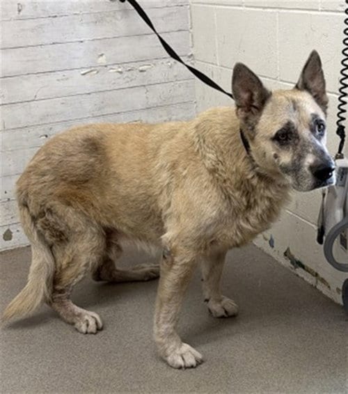 Photo of Aspen, adoptable senior German Shepherd Dog in San Bernardino, California