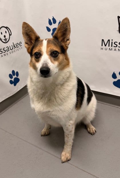 Photo of Lucy (7186), adoptable senior Corgi in Lake City, Michigan
