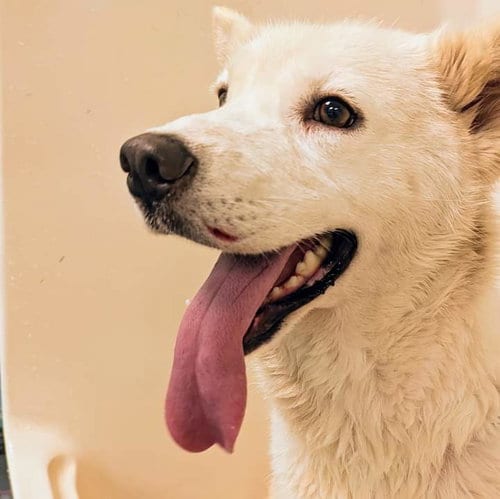 Photo of Tatum, adoptable senior Husky in Holly Springs, North Carolina