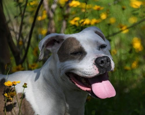 Photo of Rolo, adoptable senior American Pit Bull Terrier in Ocala, Florida