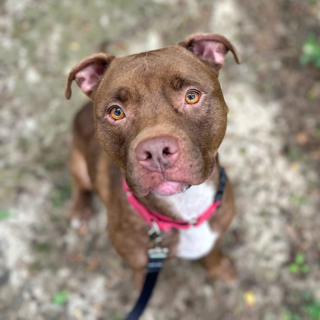 Photo of Lila, adoptable senior Mixed Breed (Large) in Fredericksburg, Virginia