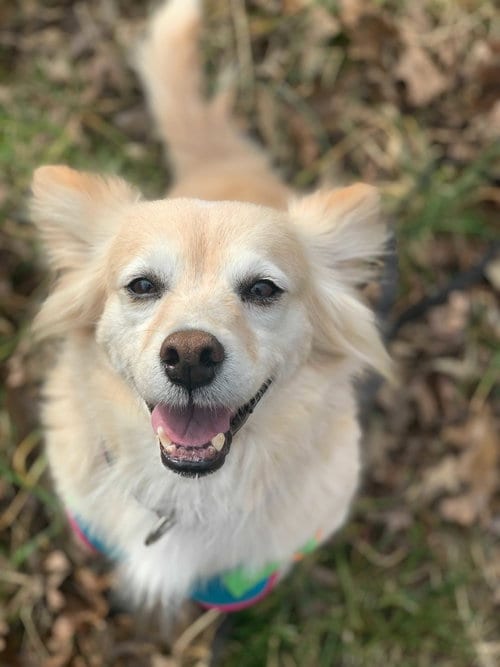Sadie May 26 Bonded to Peanut May 26, adoptable senior Golden Retriever in Pacolet, SC