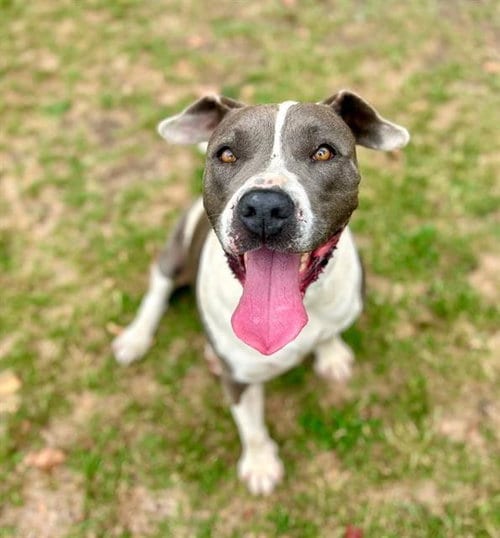 Photo of Helena, adoptable senior Pit Bull Terrier in Riverside, California