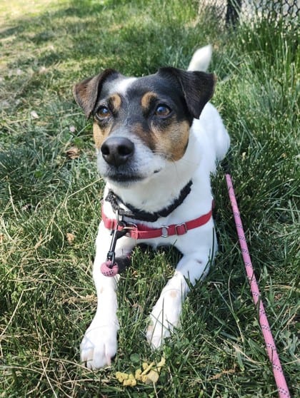 Photo of Waylon, adoptable senior Terrier, Jack Russell/Mix in Annapolis, Maryland