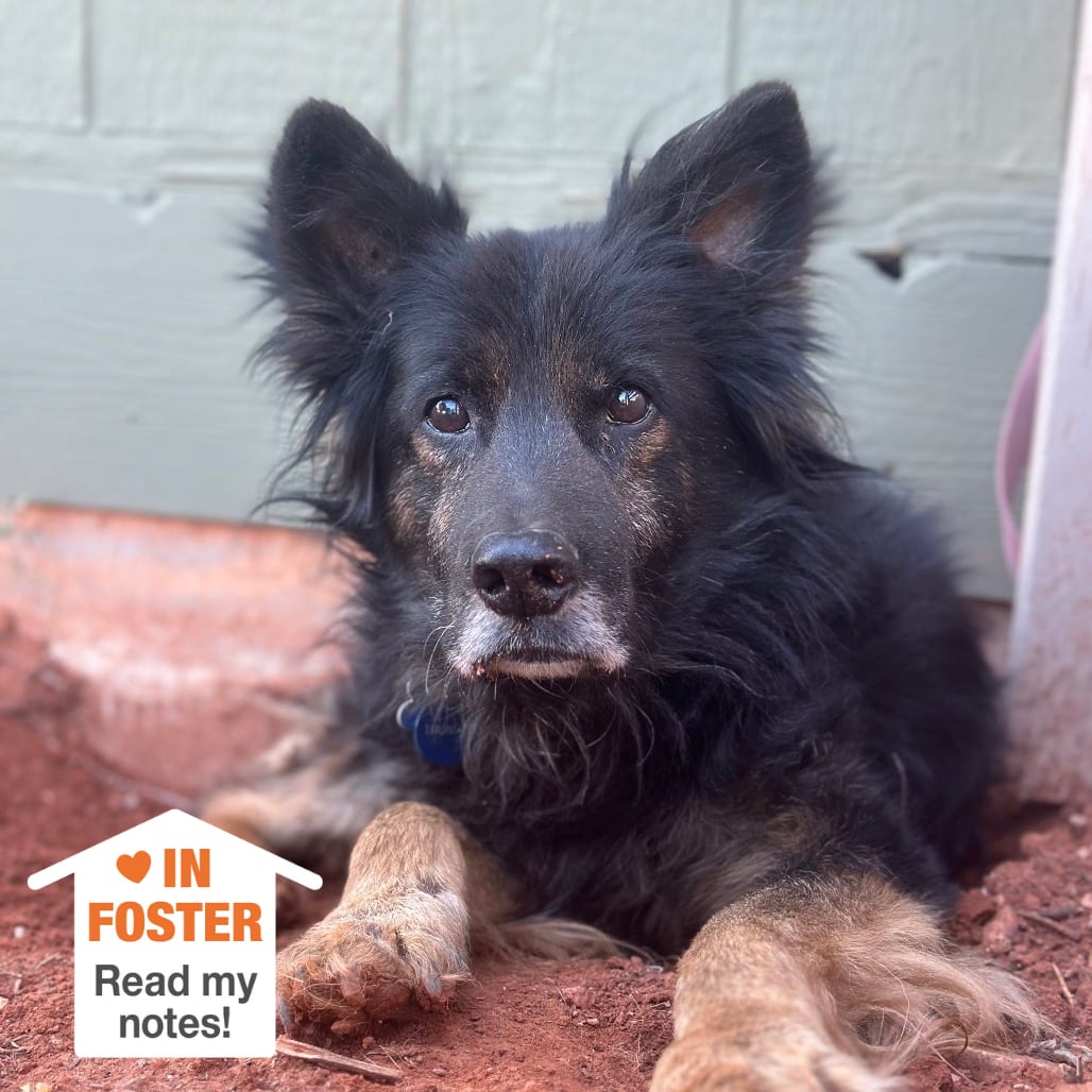 Photo of Thunder, adoptable senior Shepherd / Mix in Kanab, Utah