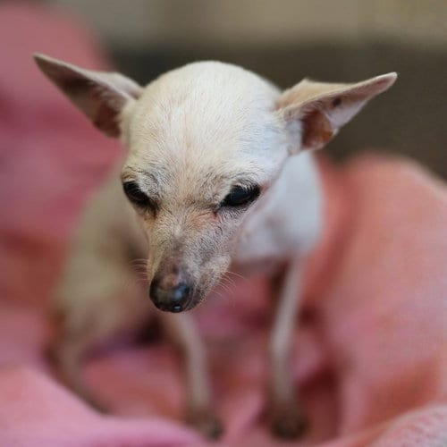 Photo of Lolita, adoptable senior Chihuahua in San Antonio, Texas