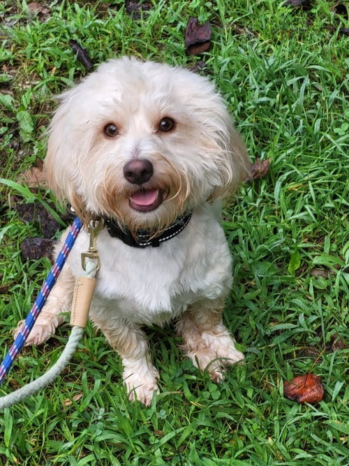 Photo of Ballew, adoptable senior Poodle (unknown type) in Ellijay, Georgia