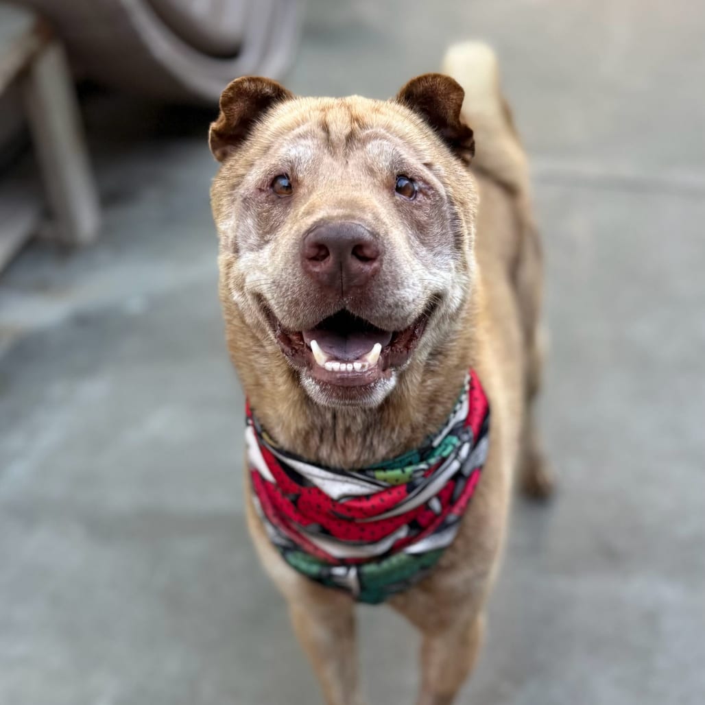 Photo of Teddy, adoptable senior Pei, Shar / Mixed Breed (Medium) in San Francisco, California