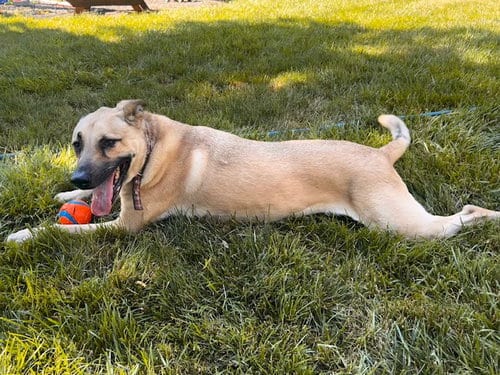 SINBAD, adoptable senior Rhodesian Ridgeback in Yardley, PA