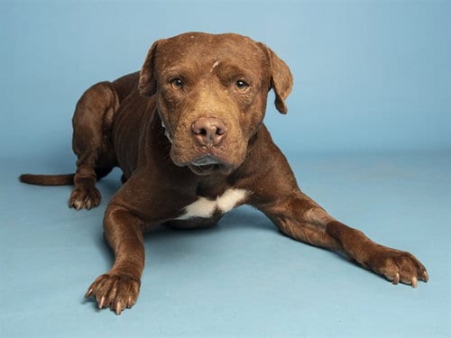 Photo of Coffee, adoptable senior American Pit Bull Terrier in Phoenix, Arizona