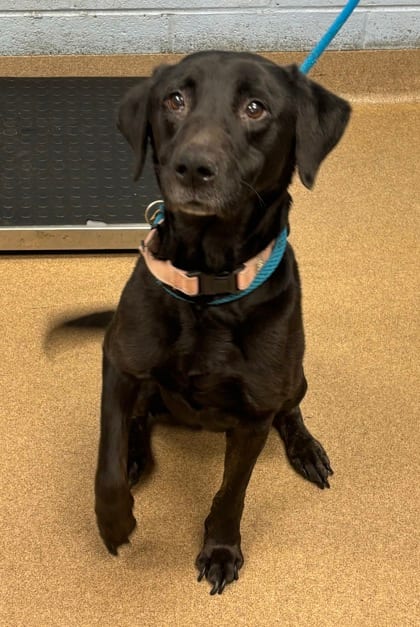 Photo of Jazzy, adoptable senior dog in Chamblee, Georgia