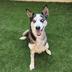 Photo of Haku JuM, adoptable senior Husky Mixed Breed (Medium) in Richfield, Minnesota