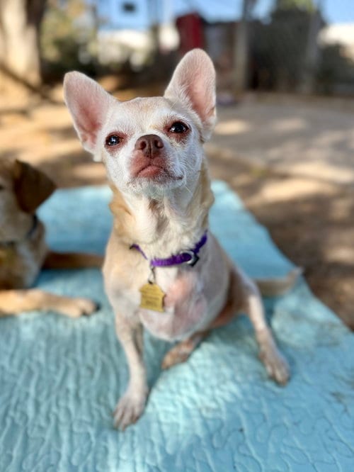 Photo of Edie, adoptable senior Chihuahua in Seal Beach, California