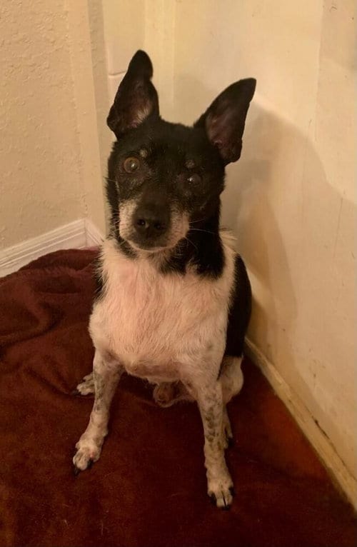 Photo of Douglas, adoptable senior Chihuahua in oakland, Florida