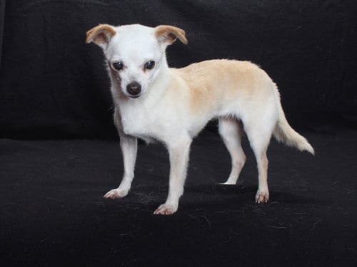 Photo of Bernadette, adoptable senior Chihuahua in Burbank, California
