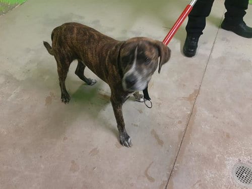 KD, adoptable senior Bulldog in Green Cove Springs, FL