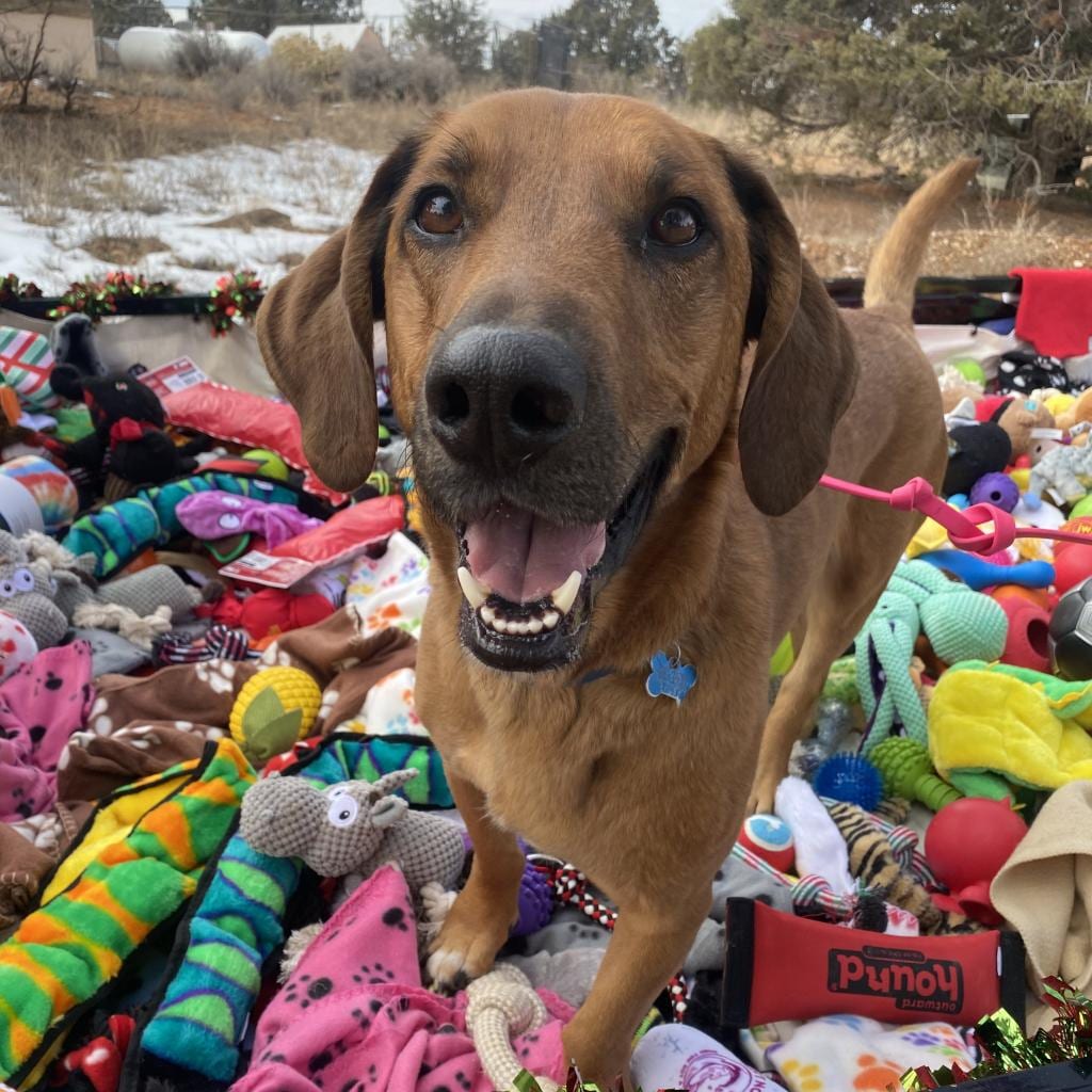 Photo of Chad, adoptable senior Hound, Basset / Shepherd, Belgian Malinois in Kanab, Utah