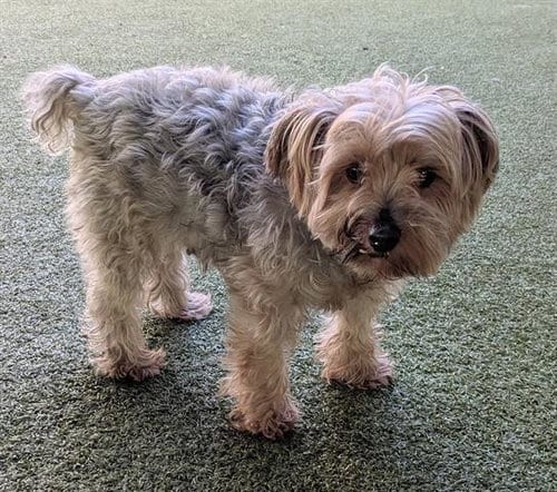 Photo of Yoshi, adoptable senior Yorkshire Terrier Yorkie in San Martin, California