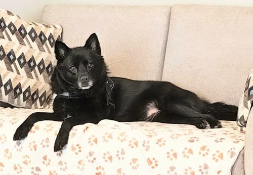 Fiona, adoptable senior Pomeranian in Garland, TX