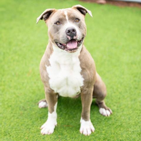 Photo of Jake, adoptable senior Pit Bull Terrier in Camarillo, California