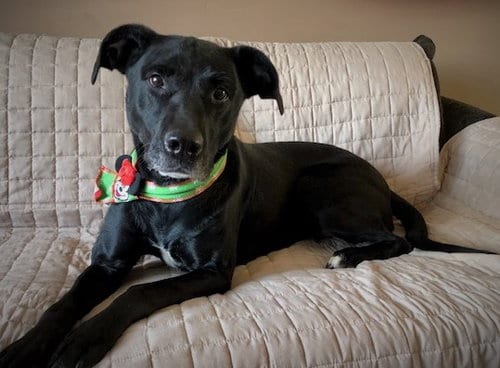 Photo of Micki, adoptable senior Black Labrador Retriever in Shell Lake, Wisconsin