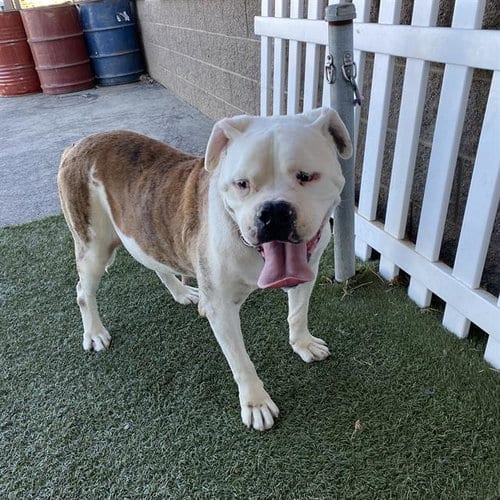 Photo of Guerro, adoptable senior American Bulldog in Modesto, California