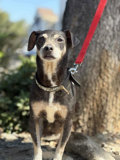 Photo of Huey, adoptable senior Chihuahua in Visalia, California