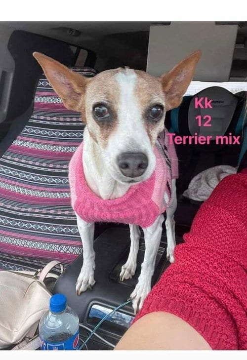 KK, adoptable senior Terrier in Calgary, AB