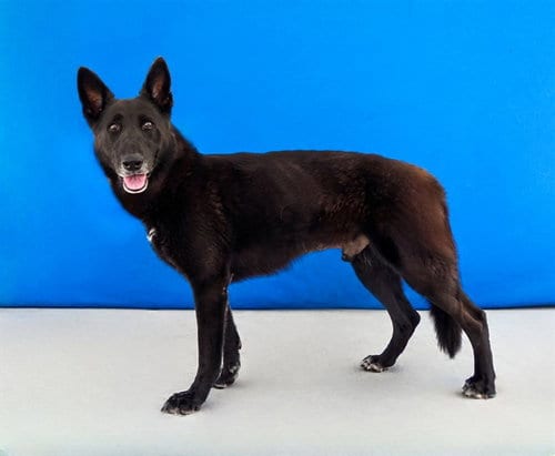 Photo of Nate, adoptable senior German Shepherd Dog in Baldwin Park, California