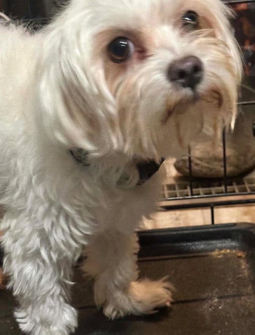 Photo of Mojo, adoptable senior Maltese in Grafton, Wisconsin