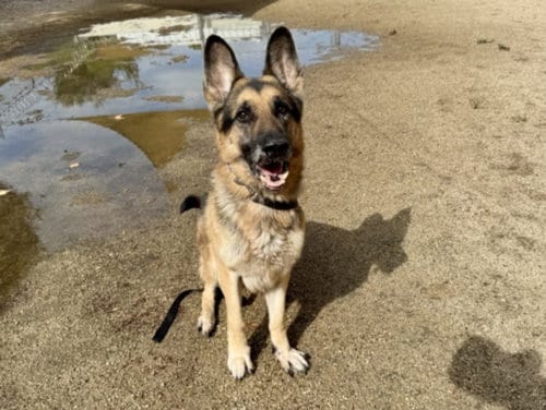 Photo of Rex, adoptable senior German Shepherd Dog in Los Angeles, California
