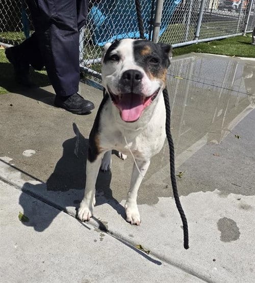 Photo of Sugar, adoptable senior Pit Bull Terrier in Downey, California