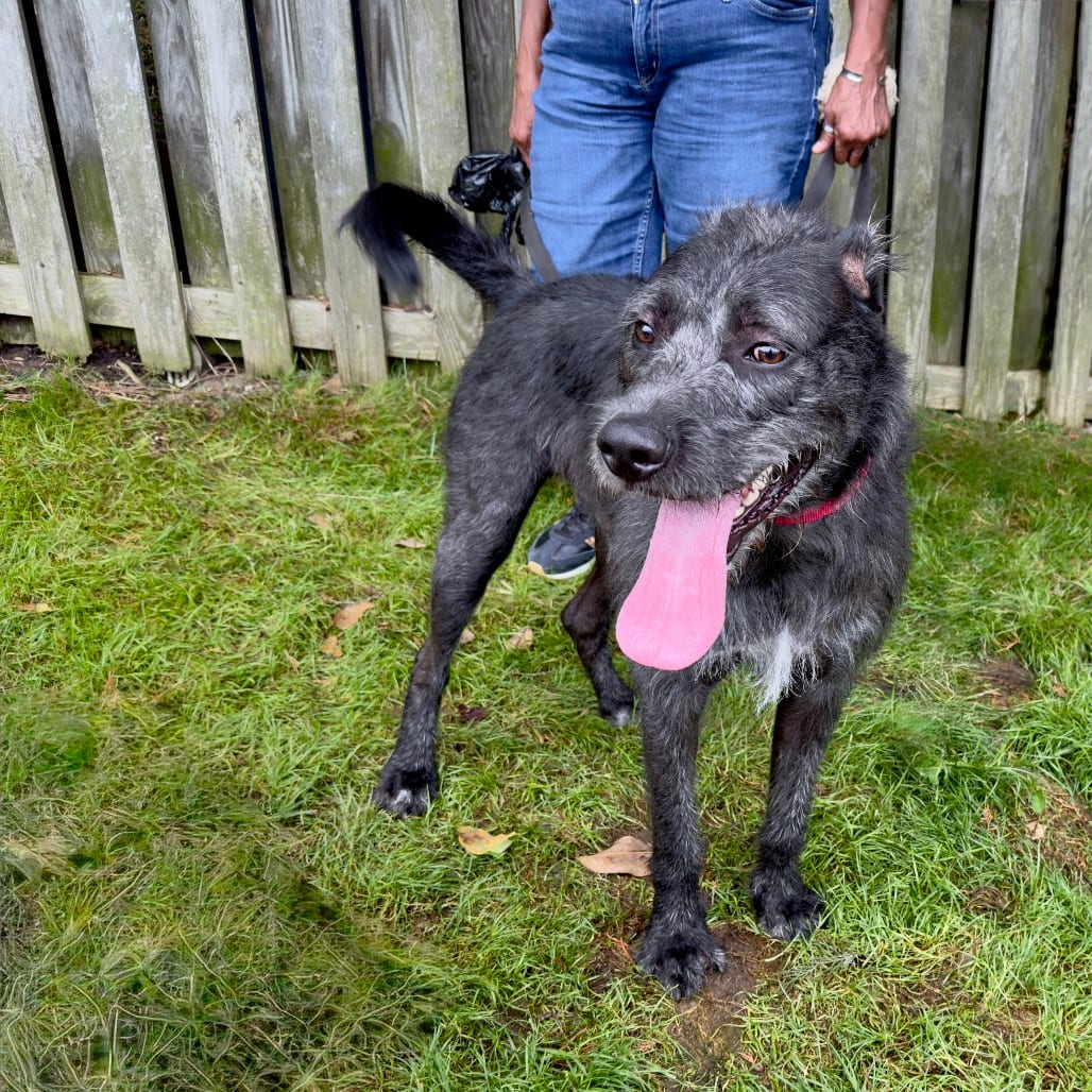 Photo of Shadow, adoptable senior Terrier in Fairfax Station, Virginia
