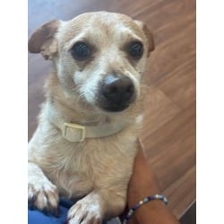 Photo of Rex, adoptable senior Chihuahua in Baton Rouge, Louisiana
