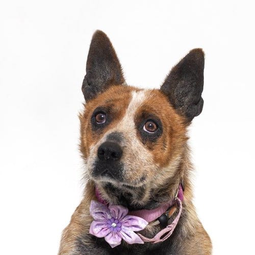 Photo of Penelope, adoptable senior Queensland Heeler in Santa Barbara, California